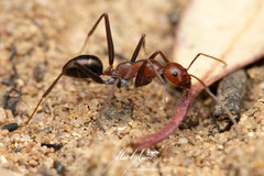 Melophorus rufoniger