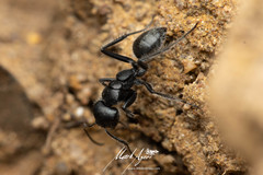Calomyrmex albopilosus