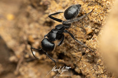 Calomyrmex albopilosus