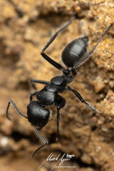 Calomyrmex albopilosus