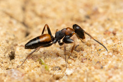 Opisthopsis picta