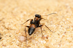 Opisthopsis picta