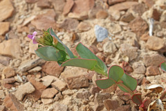 Astragalus asclepiadoides