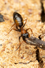 Opisthopsis picta