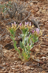 Astragalus asclepiadoides
