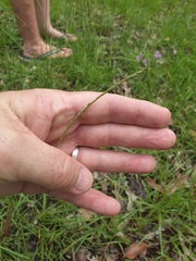 Eremochloa bimaculata