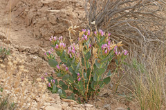 Astragalus asclepiadoides