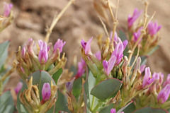 Astragalus asclepiadoides