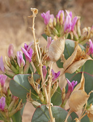 Astragalus asclepiadoides