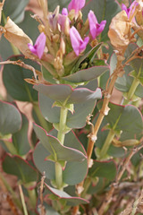 Astragalus asclepiadoides