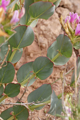 Astragalus asclepiadoides