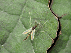 Phaenopsectra obediens