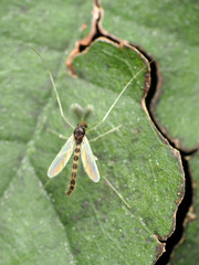 Phaenopsectra obediens