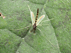 Phaenopsectra obediens