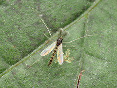 Phaenopsectra obediens