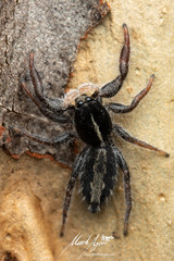 Ocrisiona leucocomis