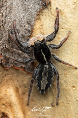 Ocrisiona leucocomis