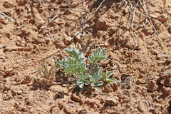 Astragalus chamaeleuce