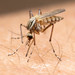Aedes vittiger - Photo (c) Mark Ayers, μερικά δικαιώματα διατηρούνται (CC BY-NC), uploaded by Mark Ayers