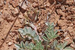 Astragalus chamaeleuce