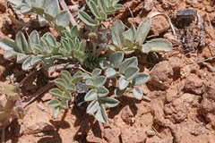 Astragalus chamaeleuce