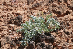 Astragalus chamaeleuce