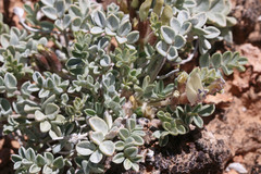 Astragalus chamaeleuce