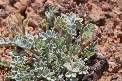 Astragalus chamaeleuce