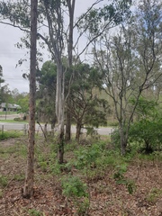 Melaleuca irbyana