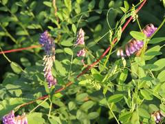 Vicia amurensis