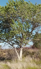Populus fremontii fremontii