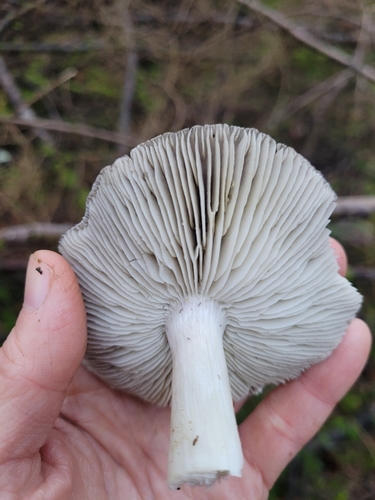 Tricholoma virgatum — (c) Mandy Hackney, some rights reserved (CC BY)