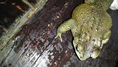 Duttaphrynus melanostictus