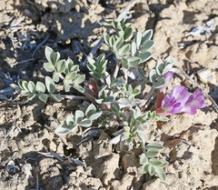 Astragalus cymboides