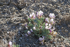 Astragalus cymboides