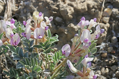 Astragalus cymboides
