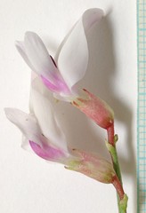 Astragalus cymboides