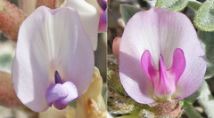 Astragalus cymboides