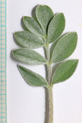 Astragalus cymboides