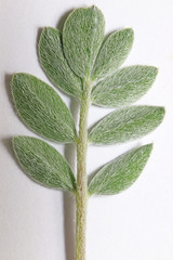 Astragalus cymboides