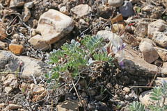 Astragalus cymboides