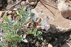 Astragalus cymboides