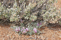 Astragalus cymboides
