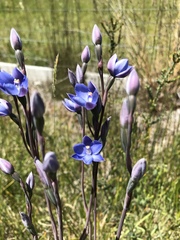 Thelymitra erosa