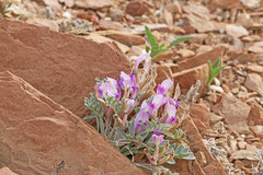 Astragalus cymboides