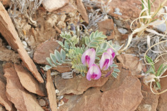 Astragalus cymboides