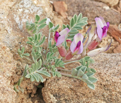 Astragalus cymboides