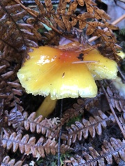Hygrocybe