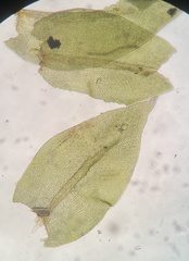 Cryphaea glomerata