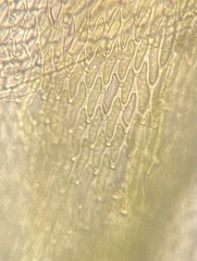 Cryphaea glomerata